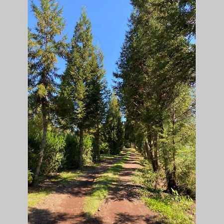 Agreable Chalet Au Milieu Des Sapins Ла-Плен-де-Кафр Экстерьер фото
